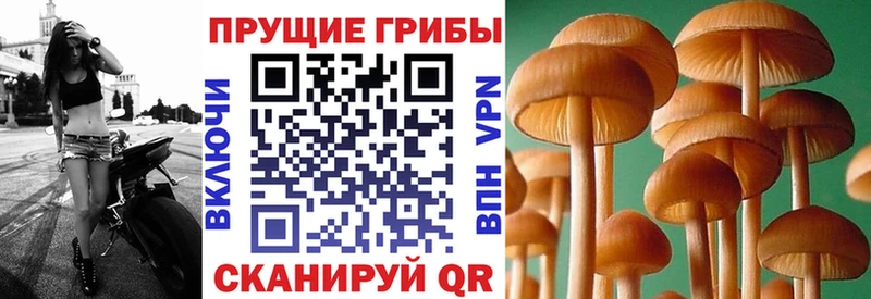 Галлюциногенные грибы Cubensis  где купить наркотик  Ржев 